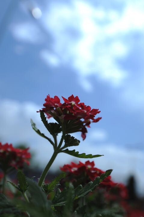 阳光下的花朵