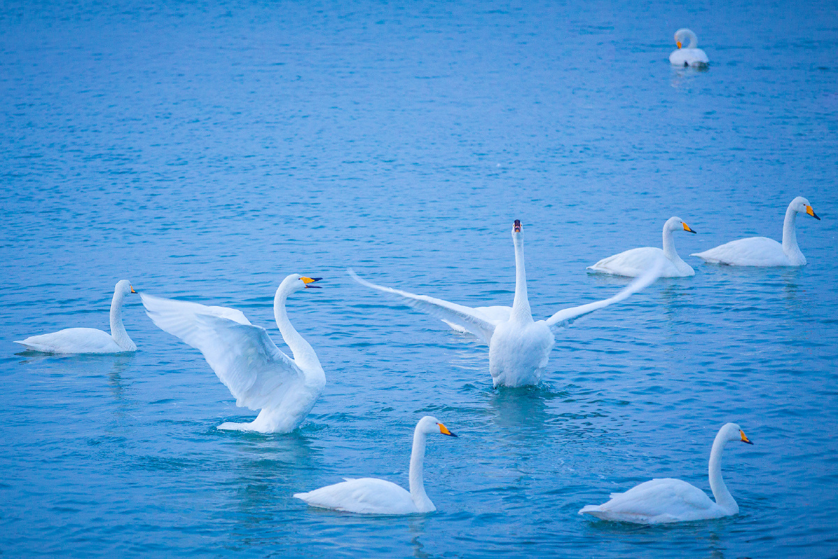 烟墩角一场美丽的邂逅 - 动物, 色彩, 佳能, 天鹅