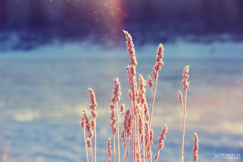 寒冬中的希望 - 小品, 加拿大, 极简主义 - 童瑶布