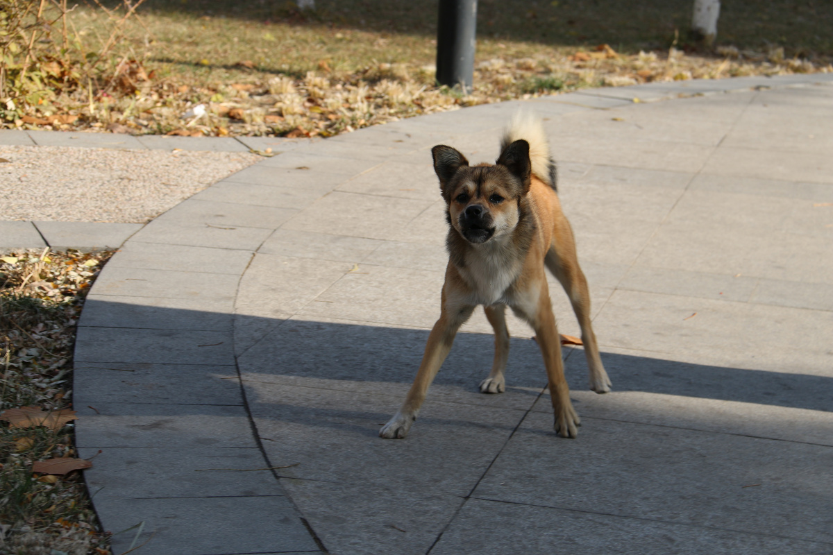 冲我狂吠的乐乐 - 佳能, 狗, 动物, 抓拍 - 美丽的