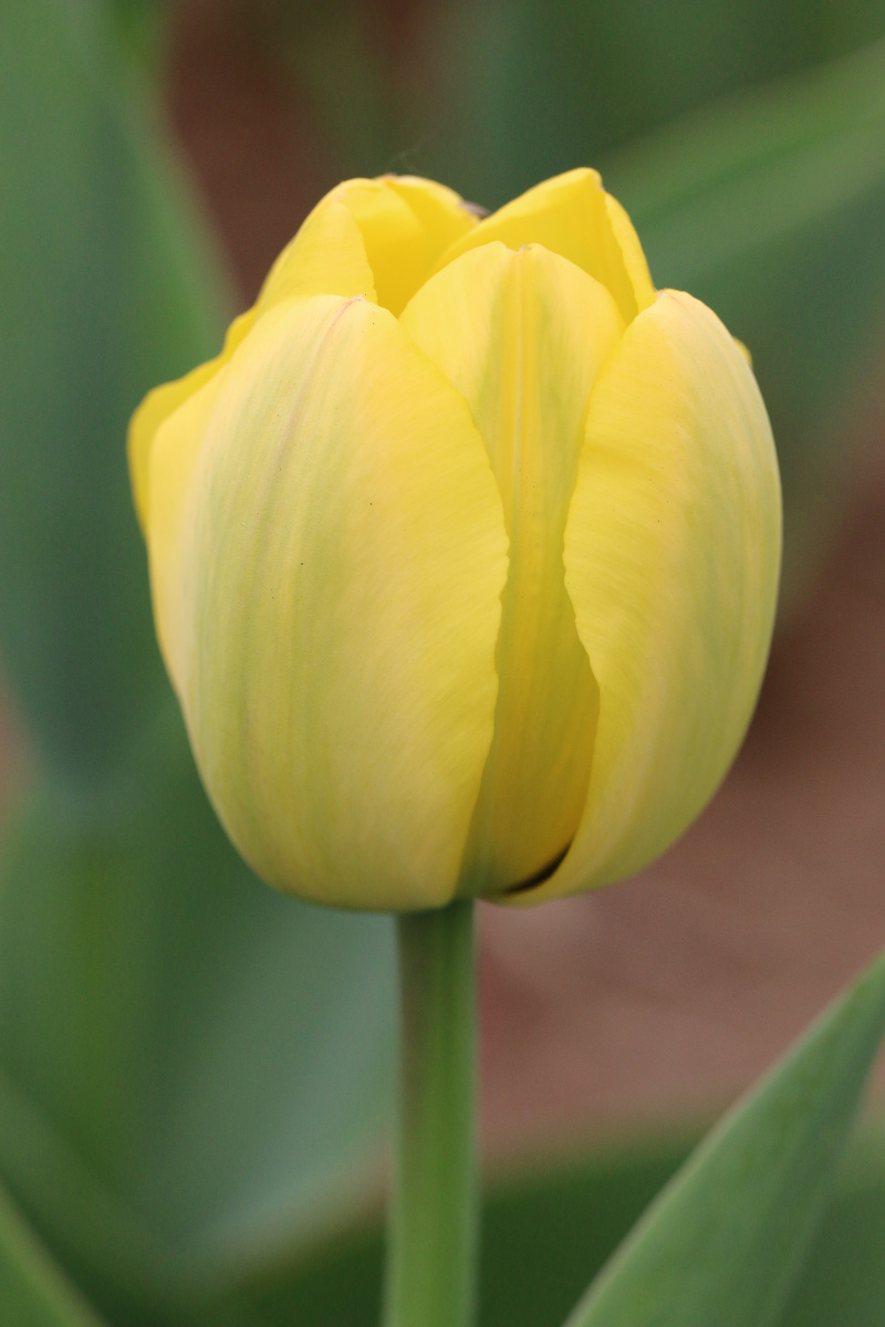 送你一只郁金香 - 色彩, 花卉, 植物, 极简主义, 佳