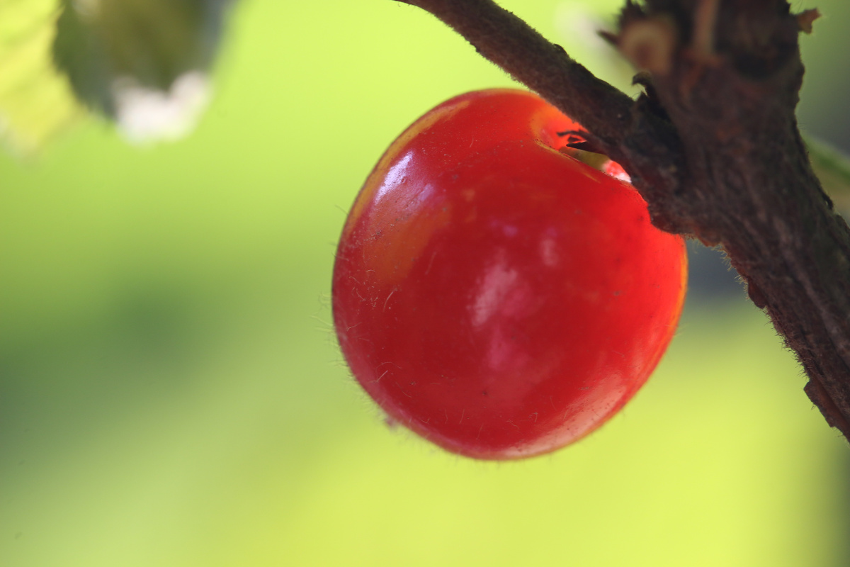 毛樱桃 - 色彩, 植物, 极简主义, 佳能, CAPA2015年8月刊影赛“人文小品篇”暨佳能感动典藏征稿 - 美丽的黑蝴蝶68 - 图虫摄影网