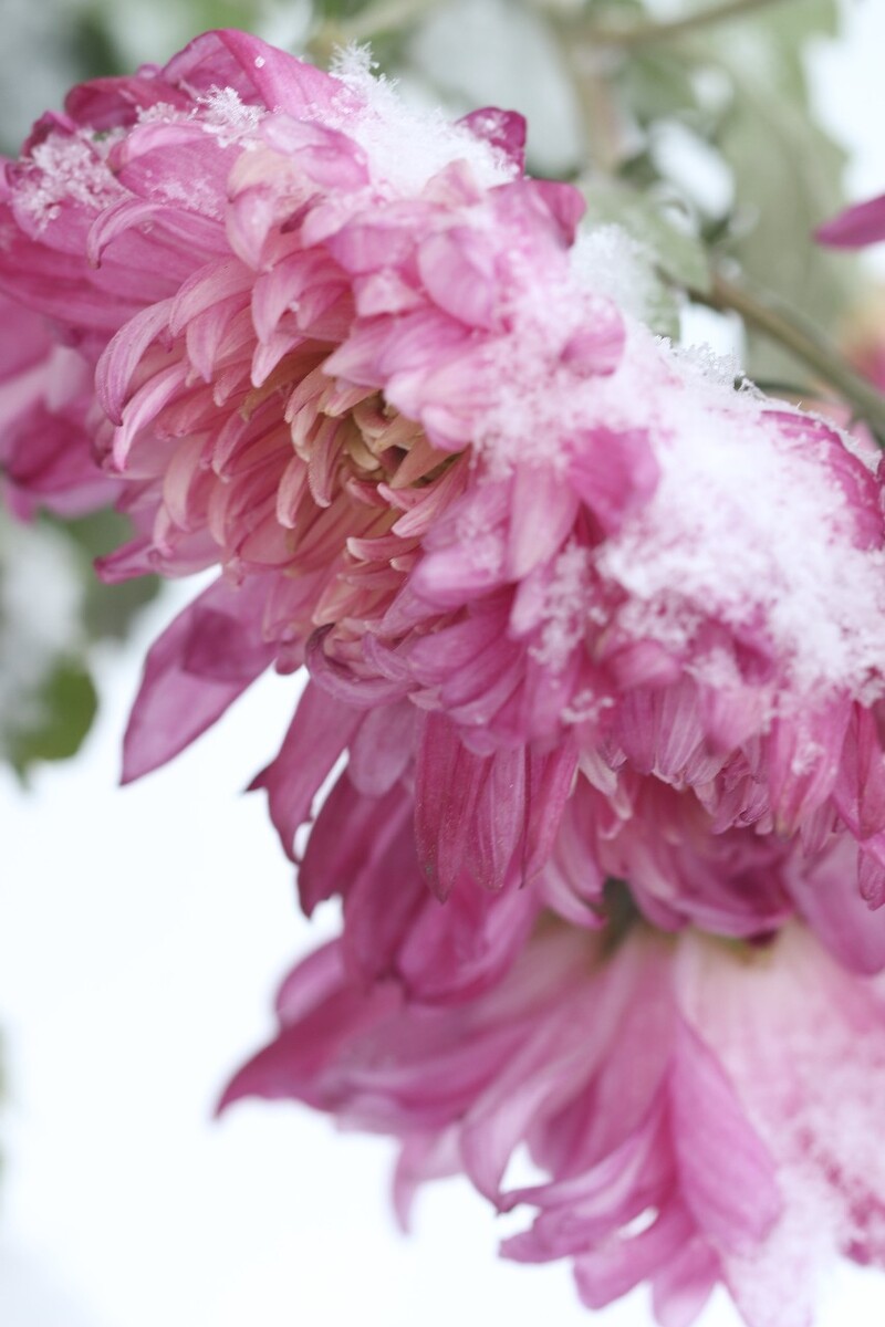 雪中菊