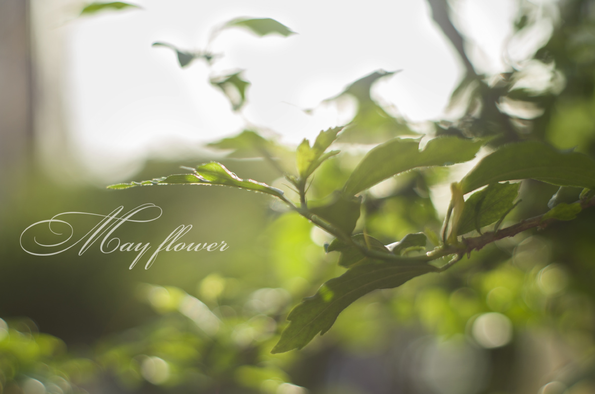 一花一草皆生命 - 宾得, 西安, 生活, 小清新, 色彩