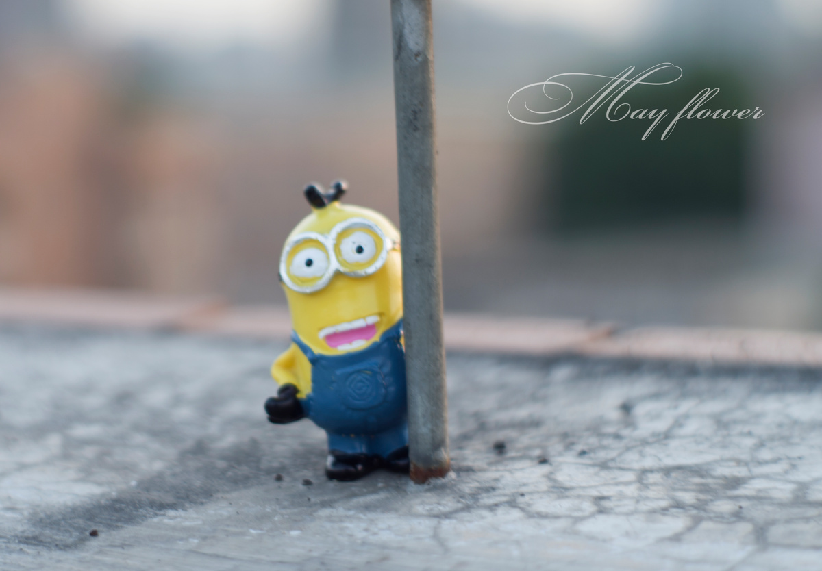 一花一草皆生命 - 宾得, 西安, 生活, 小清新, 色彩