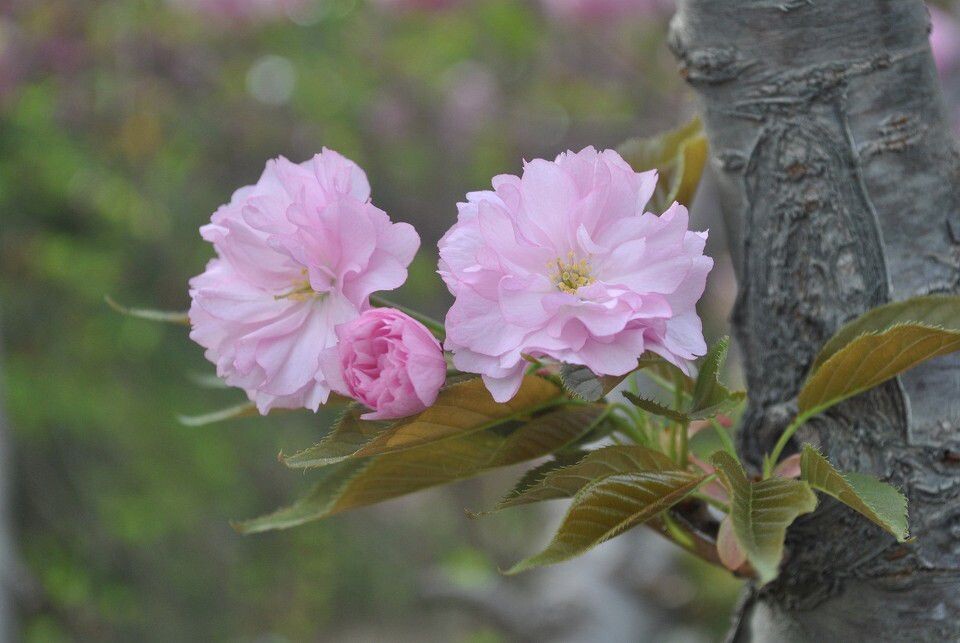 两生花