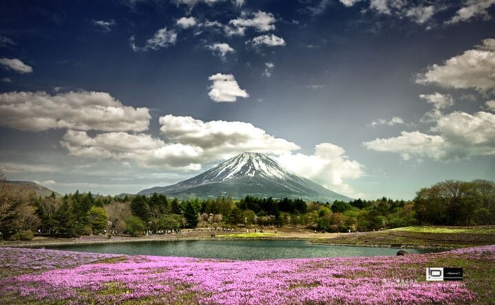富士山下草樱