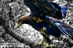 Protecting Our Environment ，Protecting the Earth