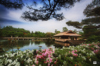日本庭院 in Spring