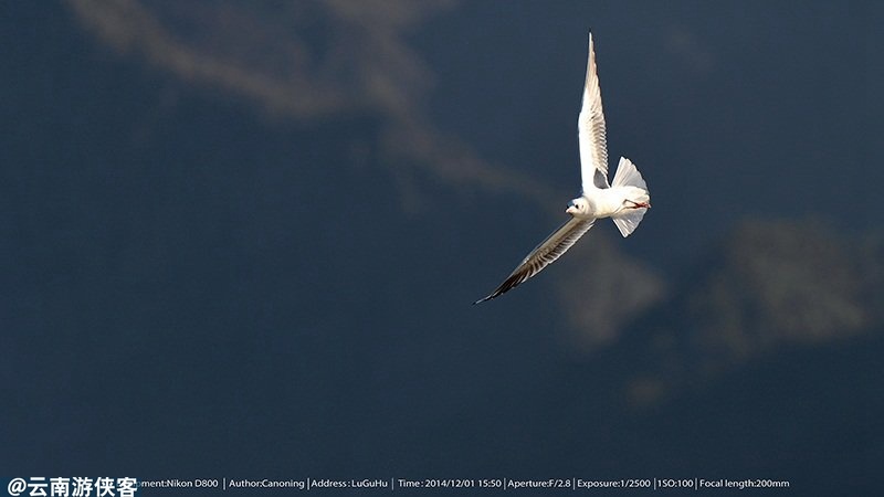 泸沽湖上空的翱翔 - 动物, 色彩, 黑白, 云南 - 游