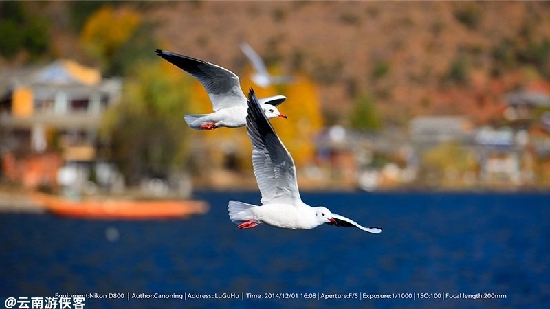泸沽湖上空的翱翔 - 动物, 色彩, 黑白, 云南 - 游