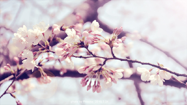 南林的樱花,+特嗷桃