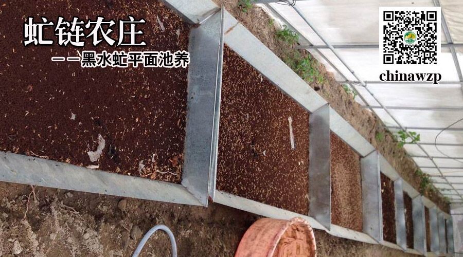 黑水虻平面池养