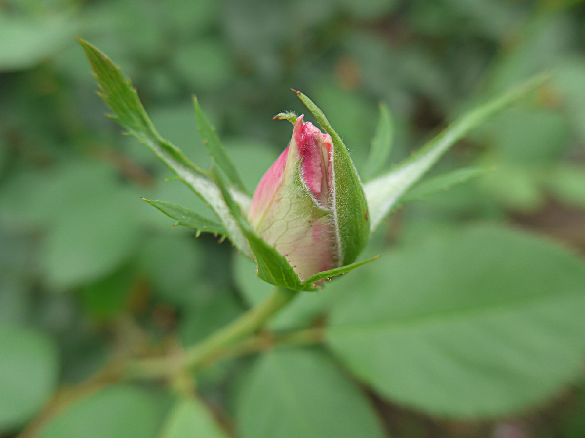 【花花世界·月季花蕾】应是美人懒起迟,风流