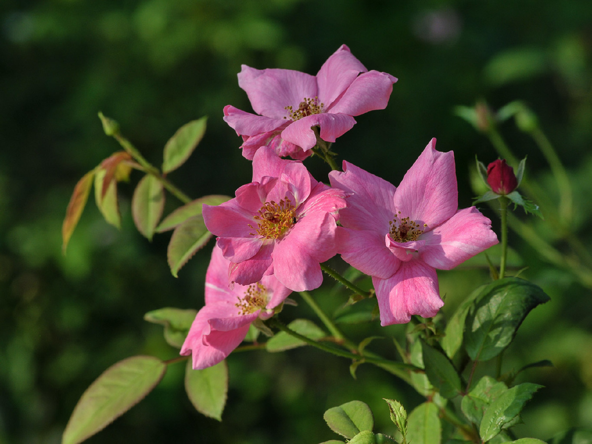 花花世界小月季 - 北京, 尼康, 花卉, 植物 - 北京