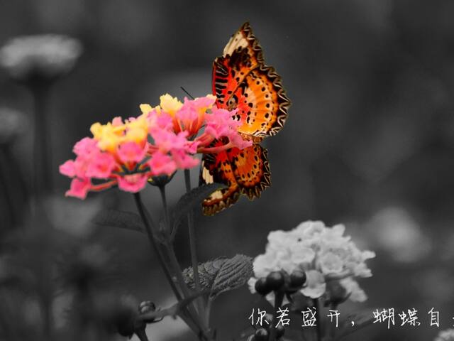 你若盛开,蝴蝶自来