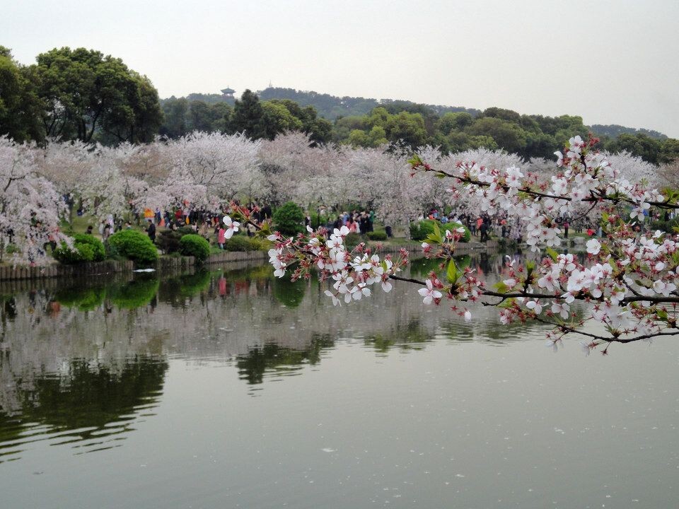 武汉东湖樱花园+-+樱花