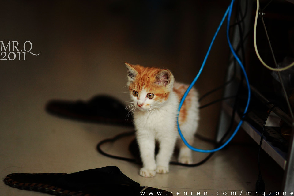 那里有<em>小耗子</em>? - <em>我的</em>小<em>美女</em> - MR.Q - 图虫摄影