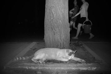 在树下打盹的猫 2010