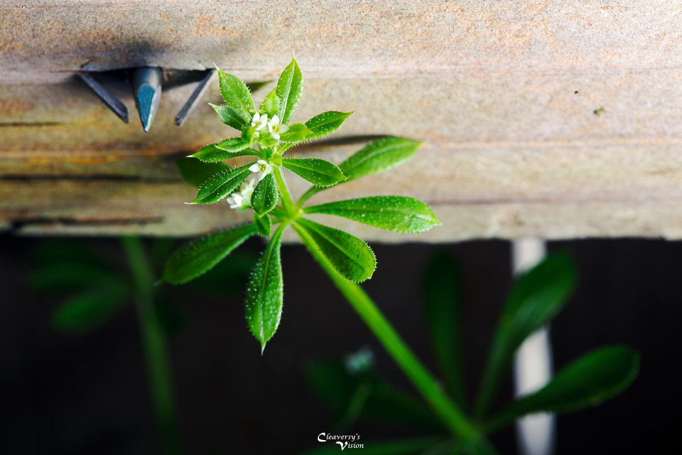 爱是相互付出 - Pig Packs