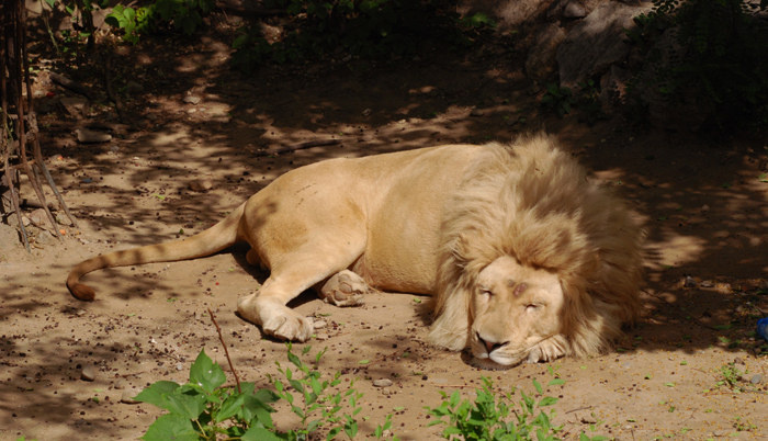 沉睡的狮子+-+无声闪电狗