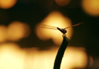 flydragon
