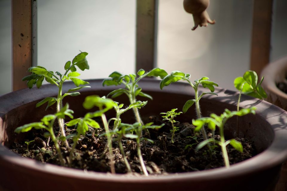 天知道我多喜欢这些小芽儿