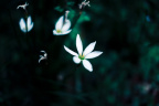 花痴