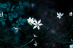 花痴