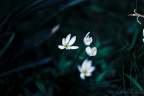 花痴