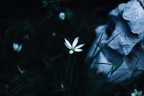 花痴
