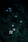 花痴