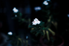 花痴
