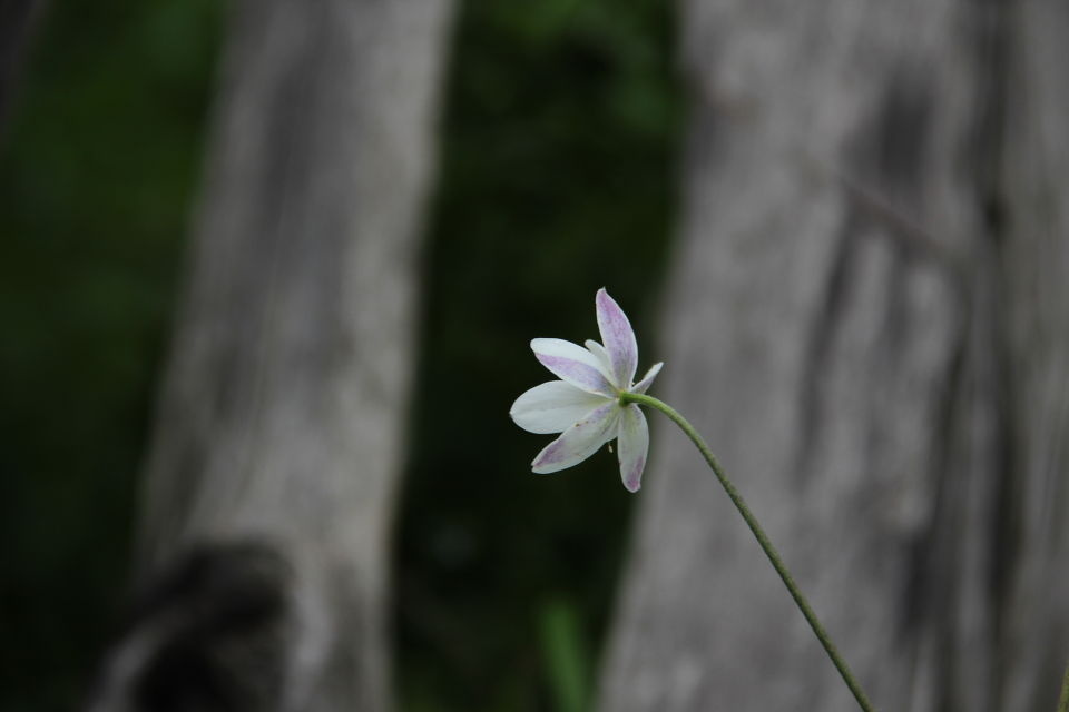 倔强的小花。 - 铁血妞 - 铁血妞 - 《摄影旅游》 - 图虫摄影网