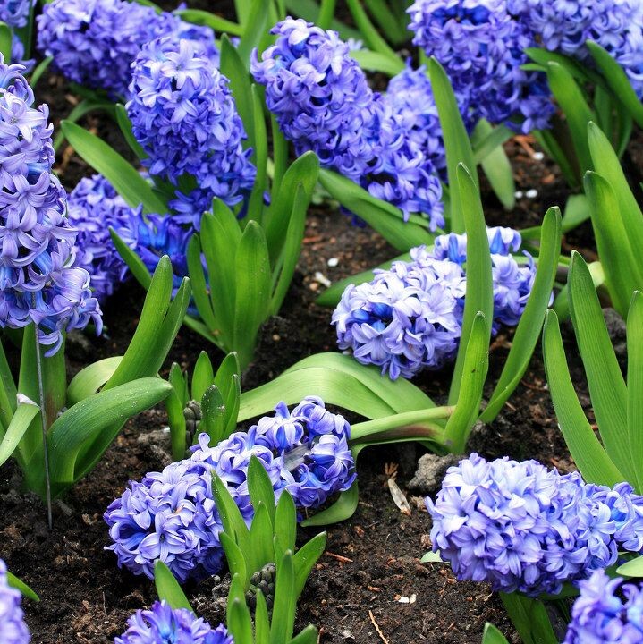 蓝色风信子花瓣