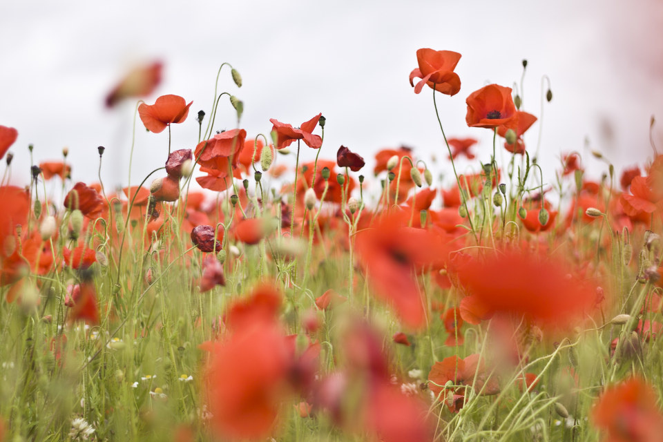 开到荼蘼 - Cicci