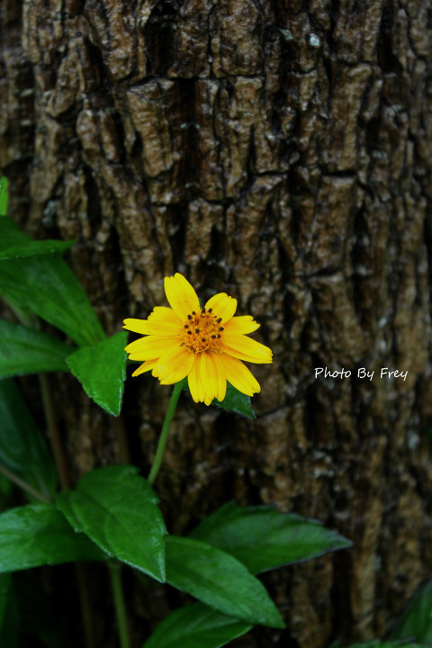 花与树 - 花, 树, 后期处理 - 雨后 - 18