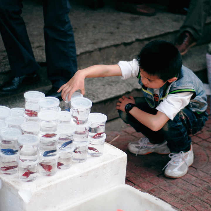 斗鱼 - 花鸟市场遛弯儿 - 王大拿