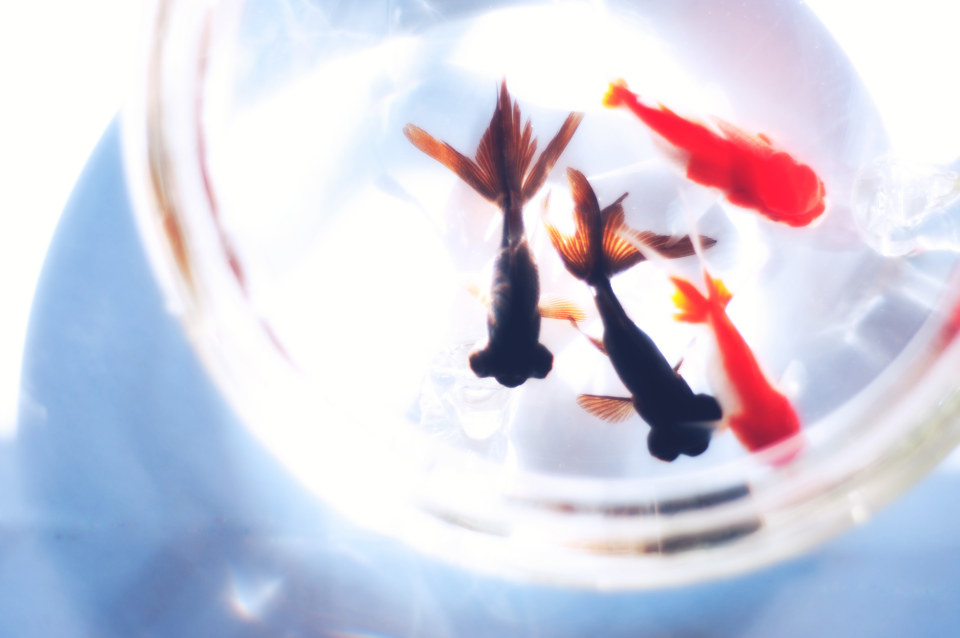 金鱼花火 - 王大拿 - 图虫摄影网