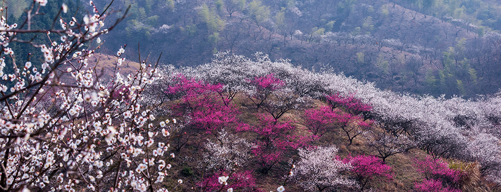 满山绽放的梅花 - 尼康, 我的2014--铂锐滤镜20