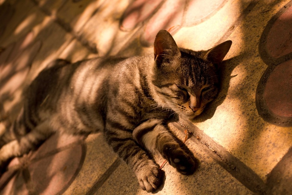 本王就寝了,汝等跪安吧。 - emily2099 - 图虫摄