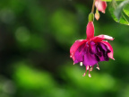 吊钟花