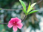 桃花冬开