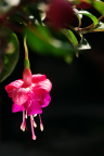 还是吊钟花