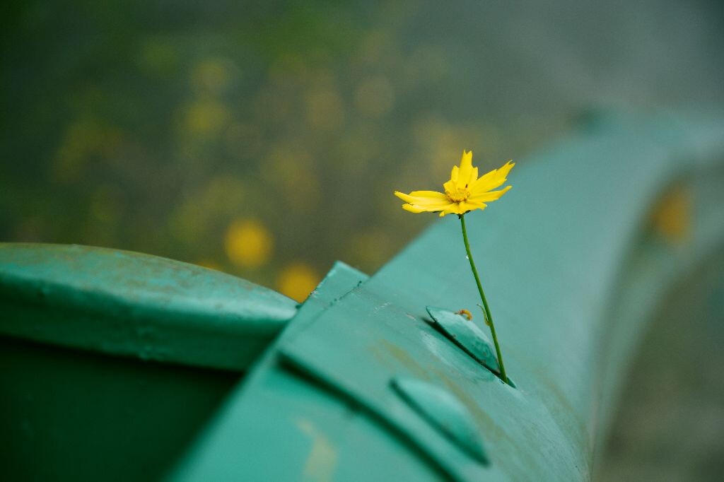 一只小花