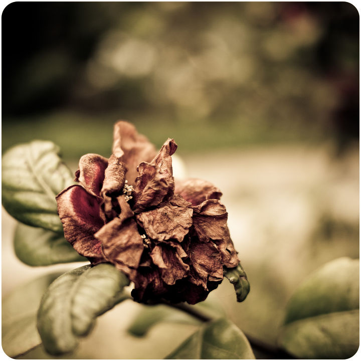 调 - GF1, 花 - Lonely_Windbell - 生态摄影 - 图虫摄影网