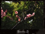 红梅花儿开