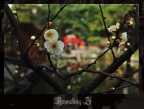 花&園