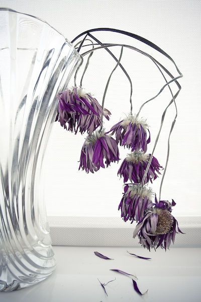 fade away like a flower - 40d, wither, fade away, fade, canon, 17-40mm, dead, flower, winter - m7han - monkey h - 图虫摄影网