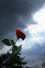 雨滴和玫瑰